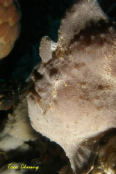 Frogfish at Moalboal with my Olympus C 7070 by Taco Cheung 